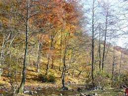 Золота осінь: мініатюра української природи