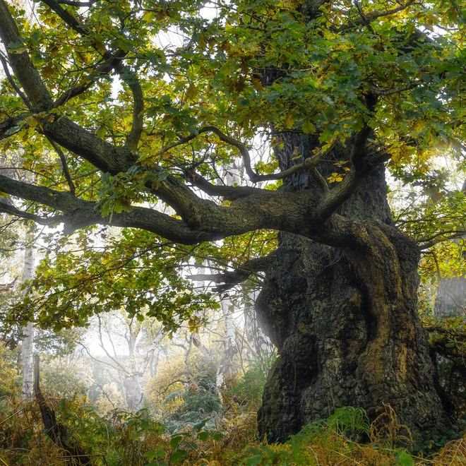 Ліс – незвичайний світ древніх легенд і вічного спокою